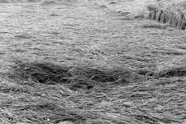 পচছে আলু বীজ সবজি হেলে পড়েছে আমন ধান