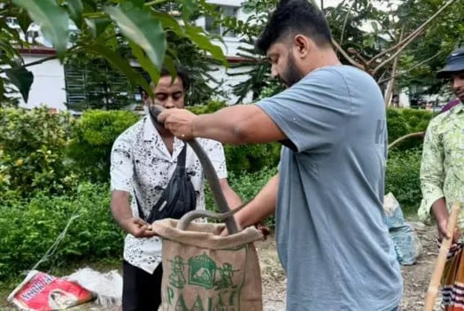 ঢাকায় মিলছে বিষধর গোখরার দেখা, কিন্তু কেন?