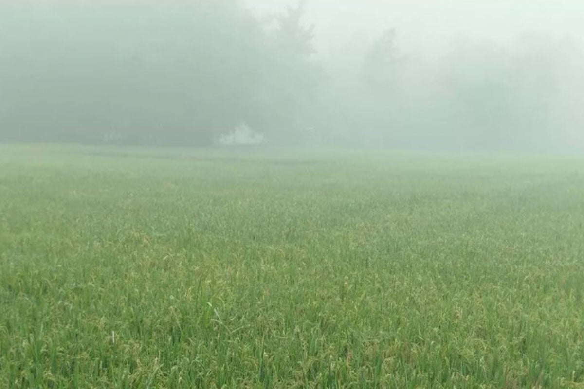কুয়াশায় ঢাকা লালমনিরহাটে শীতের আগমনী বার্তা