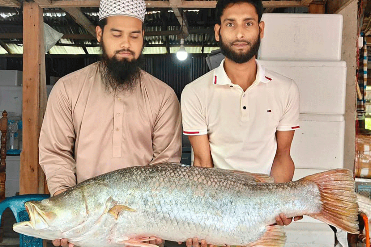 ইলিশের জালে ধরা পড়ল ১৯ কেজির কোরাল মাছ