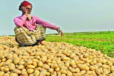 আলু এখন কৃষকের বোঝা