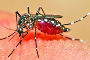 ডেঙ্গুতে আরও পাঁচজনের মৃত্যু