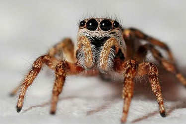 নতুন মাকড়সা প্রজাতি আবিষ্কার করেছেন বিজ্ঞানীরা