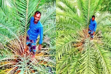 ফুটবল খেলা দেখতে খেজুর গাছের মাথায় দর্শক