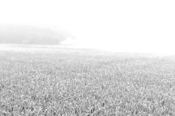 কুয়াশায় ঢাকা পড়ছে জনপদ