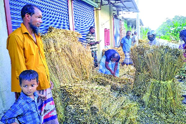 ধানের চেয়ে খড়ের কদর বেশি