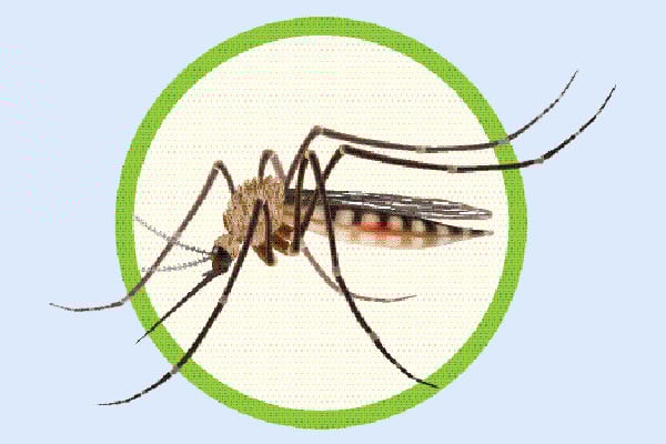 মশার কামড়ে ঝরছে প্রাণ