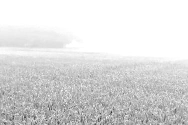 কুয়াশায় ঢাকা পড়ছে জনপদ