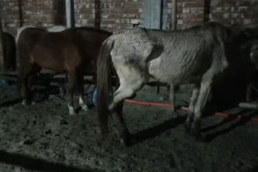 গাজীপুরে জবাইকৃত ঘোড়ার মাংস জব্দ, জীবিত উদ্ধার ৩৭টি