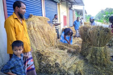 রংপুরে বেড়েছে খড়ের কদর, লাভবান কৃষক