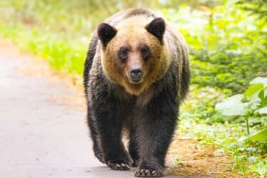 ভাল্লুকের আক্রমণ ঠেকাতে সেনা মোতায়েন করল জাপান