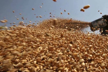 ভারতের উপহারের গম ফিরিয়ে দিয়েছিল তুরস্ক, দিল্লিকে বাঁচায় ইসরায়েল