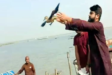 নওগাঁয় মুক্ত আকাশে ফিরে গেল ৬ অতিথি পাখি