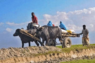রংপুরে ৩০ বছর সংখ্যা কমেছে প্রায় ২০ লাখ মহিষ