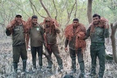 রাস উৎসবের আড়ালে সুন্দরবনে হরিণ শিকারের পরিকল্পনা, গ্রেফতার ৪২