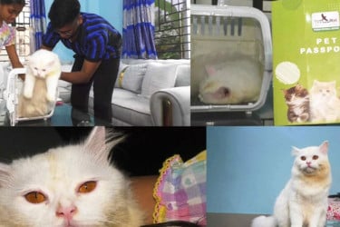 মুন্সীগঞ্জ থেকে পাসপোর্ট নিয়ে পরিবারের সঙ্গে ইতালি গেল বিড়াল ‘ক্যান্ডি’