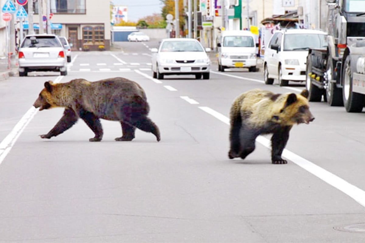 বাড়িতে ঢুকে পড়ছে ভালুক, সেনা মোতায়েন