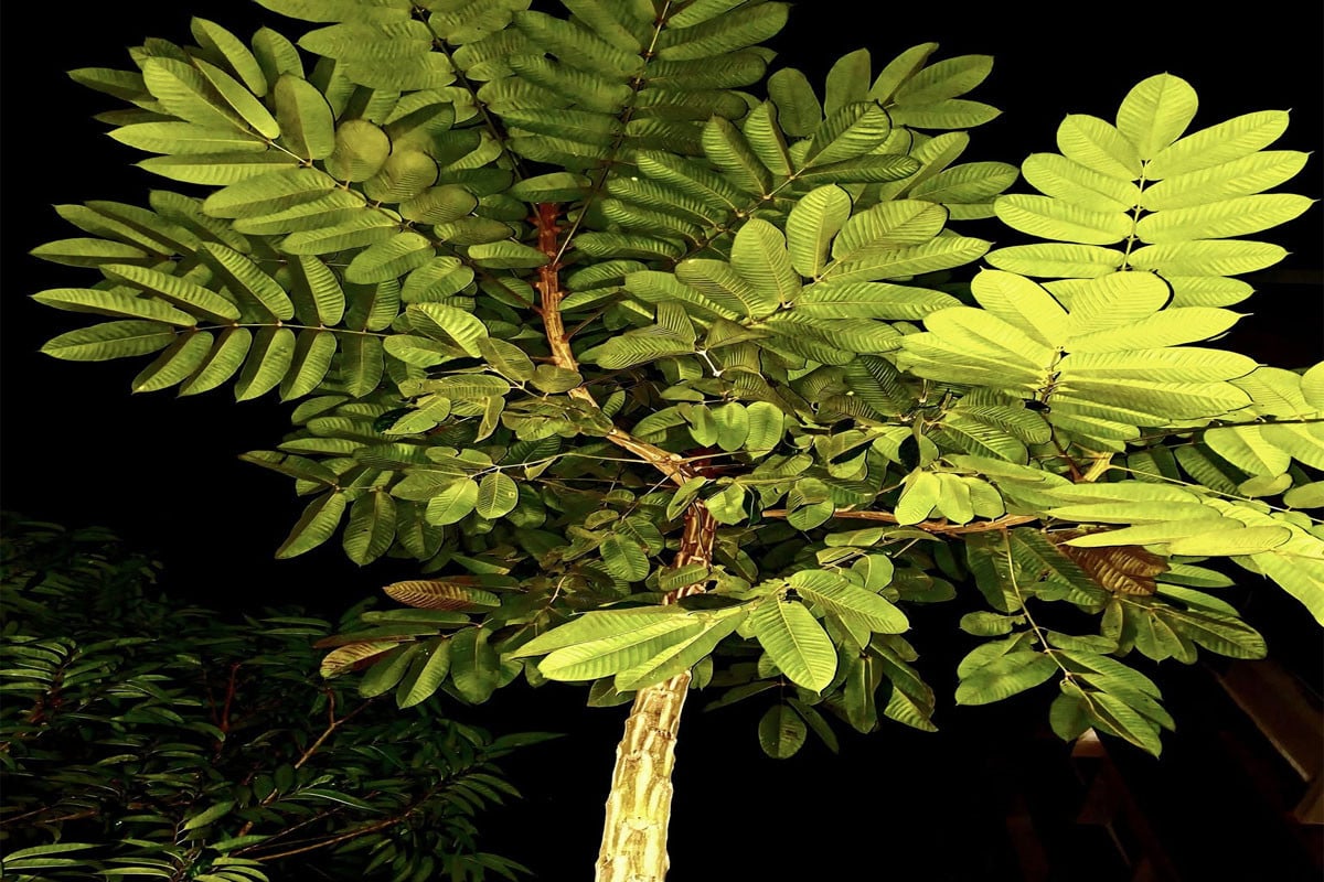 বেরোবি ক্যাম্পাসে বিপন্ন ধূপগাছ ছড়াচ্ছে সুগন্ধি