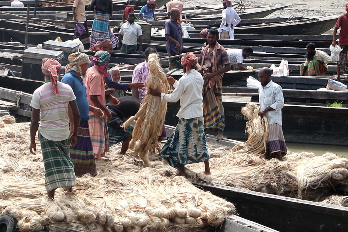 পাটের দাম বাড়লেও লাভবান হচ্ছে না কৃষক