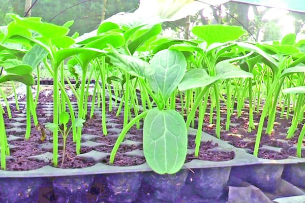যশোরে সবজির চারা রাজ্য