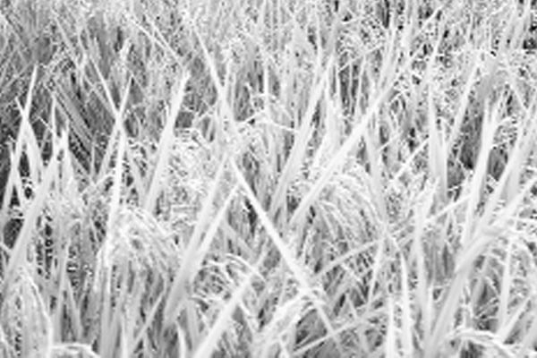 ব্রি ধান ১০৩-এ খুশি কৃষক