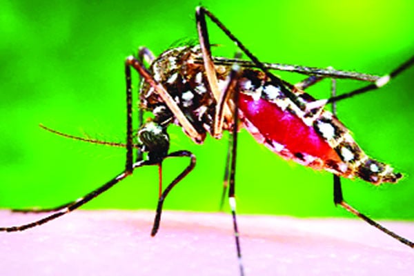 ডেঙ্গু আক্রান্ত বাড়ছেই  হাসপাতালে ৪৮৮