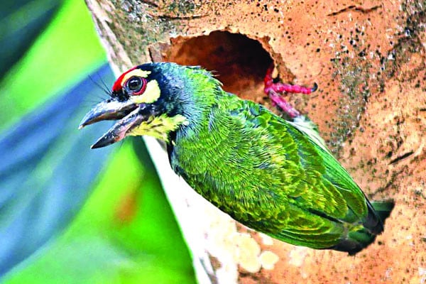 পাখির জন্য অনিরাপদ ঢাকা