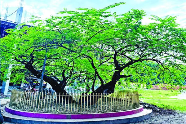 কালের সাক্ষী তমাল গাছটি