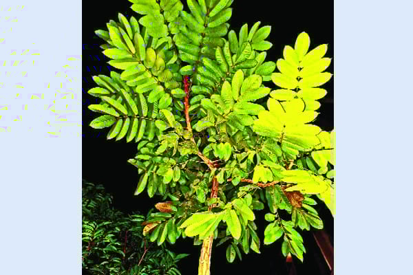 বেরোবিতে বিপন্ন ধূপগাছ ছড়াচ্ছে সুগন্ধি