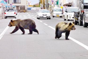 বাড়িতে ঢুকে পড়ছে ভালুক, সেনা মোতায়েন