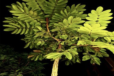 বেরোবি ক্যাম্পাসে বিপন্ন ধূপগাছ ছড়াচ্ছে সুগন্ধি