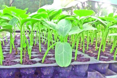 যশোরে সবজির চারা রাজ্য