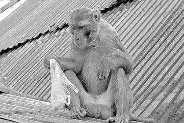 বনের হনুমান ঘরের চালে