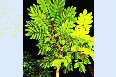 বেরোবিতে বিপন্ন ধূপগাছ ছড়াচ্ছে সুগন্ধি