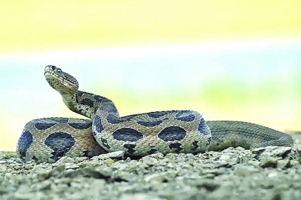 রাজধানীর বাসাবাড়িতে হঠাৎ সাপের উপদ্রব