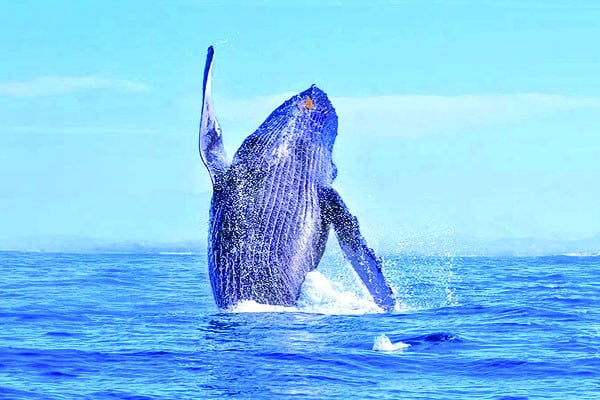 বিজ্ঞানীদের গবেষণা : মানুষের বার্ধক্য রোধে তিমির রহস্য!