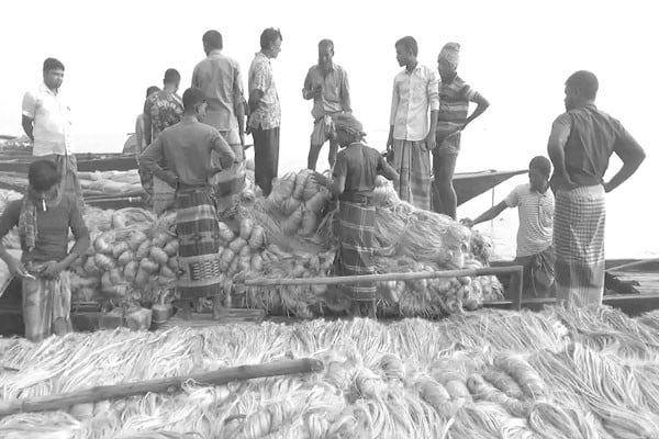 দাম বাড়লেও ঘরে পাট নেই কৃষকের