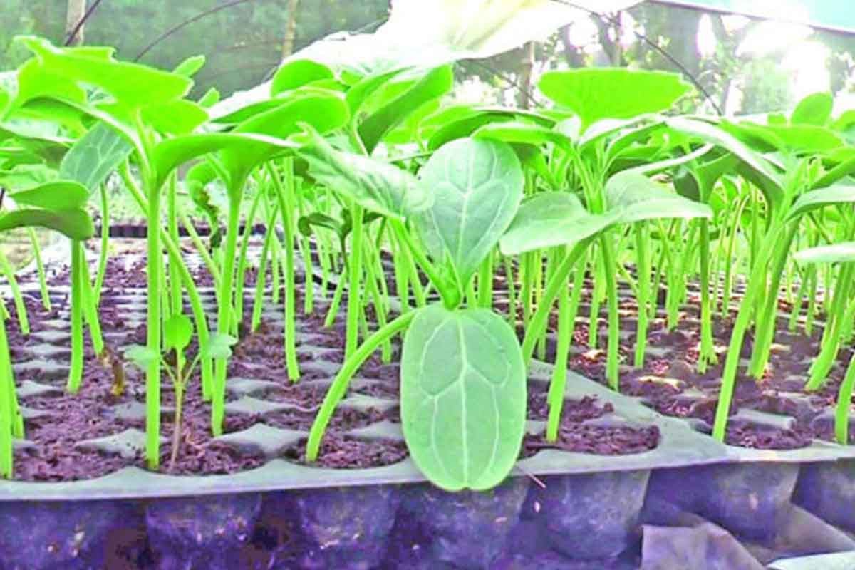যশোরে সবজির চারা রাজ্য