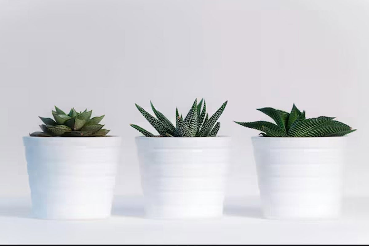 অতিরিক্ত গাছপালা নয়, সীমিত সবুজ পরিবেশেই বেশি শান্তি : গবেষণা