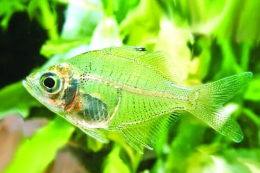 চট্টগ্রামের সমুদ্রে অদ্ভুত ‘অদৃশ্য মাছ’