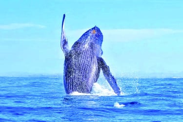 বিজ্ঞানীদের গবেষণা : মানুষের বার্ধক্য রোধে তিমির রহস্য!