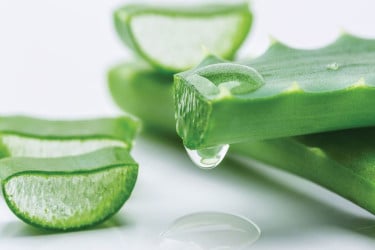 অ্যালোভেরার যত গুণ