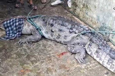 মানিকগঞ্জে অবশেষে ধরা পড়লো বিশাল আকৃতির সেই কুমির