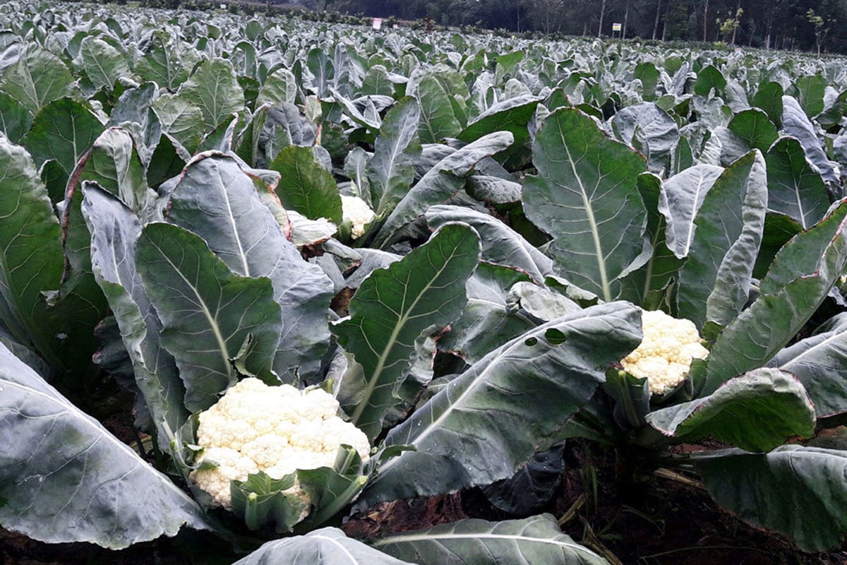 আগাম ফুলকপি-বাঁধাকপি চাষে অনেকের ভাগ্যের চাকা ঘুরেছে