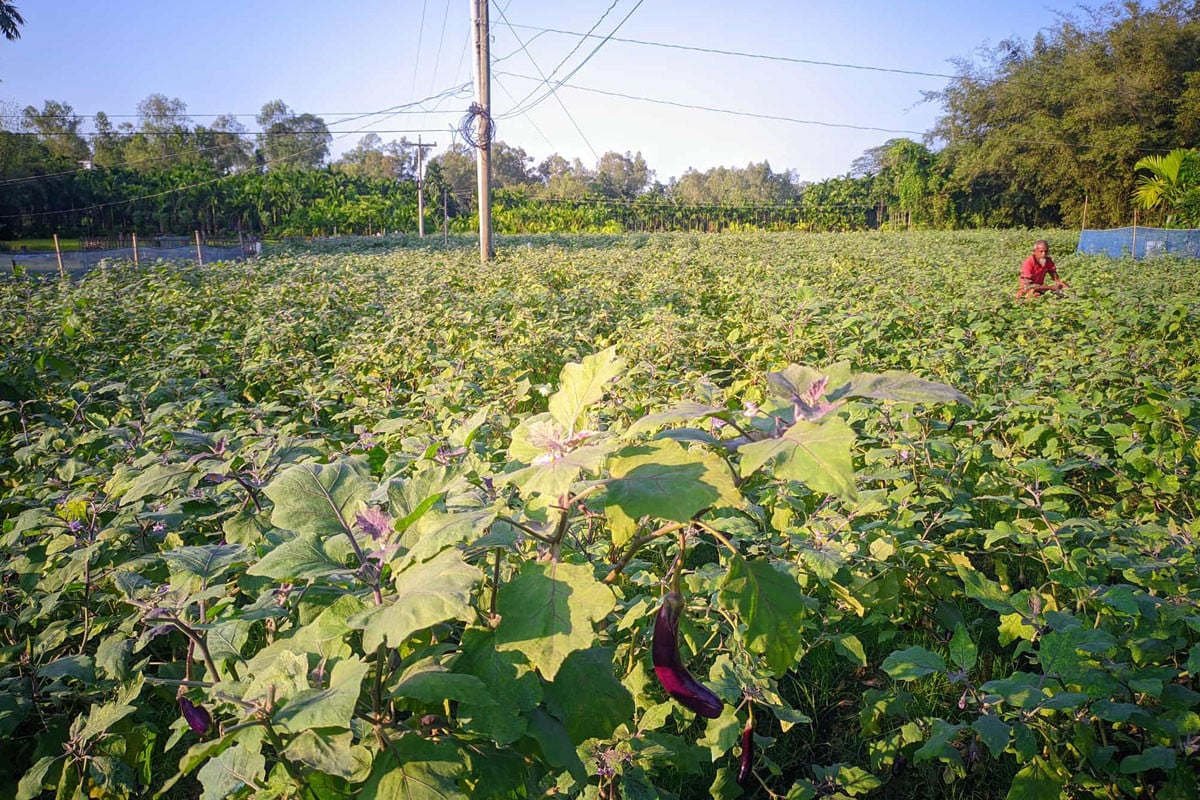 রংপুরে কীটনাশকের বিষে উর্বরতা হারাচ্ছে কৃষিজমি