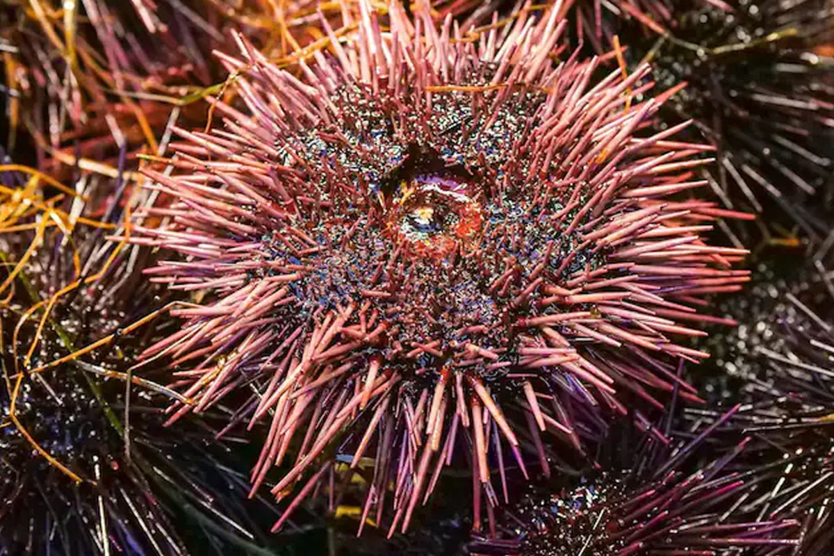 সমুদ্রের তলদেশের আশ্চর্য প্রাণী