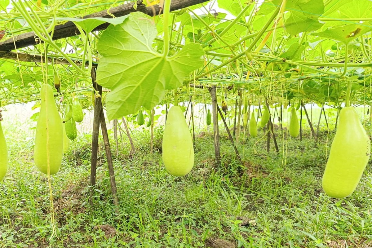 লাউয়ের গ্রাম লালমতি