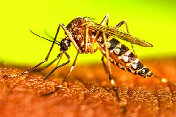 কেন বাড়ছে ডেঙ্গুতে মৃত্যু