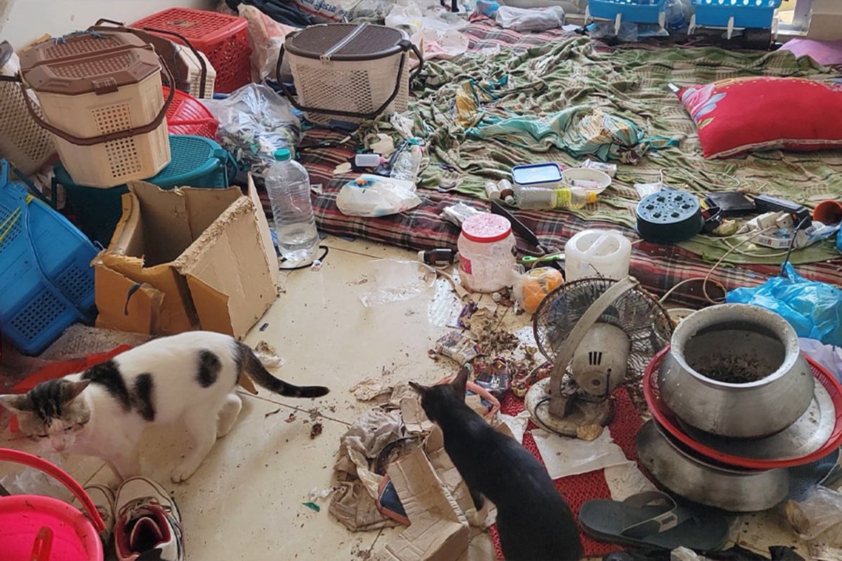 নারায়ণগঞ্জে শেল্টার হোম থেকে অর্ধশতাধিক বিড়াল উদ্ধার