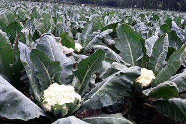 আগাম ফুলকপি-বাঁধাকপি চাষে অনেকের ভাগ্যের চাকা ঘুরেছে